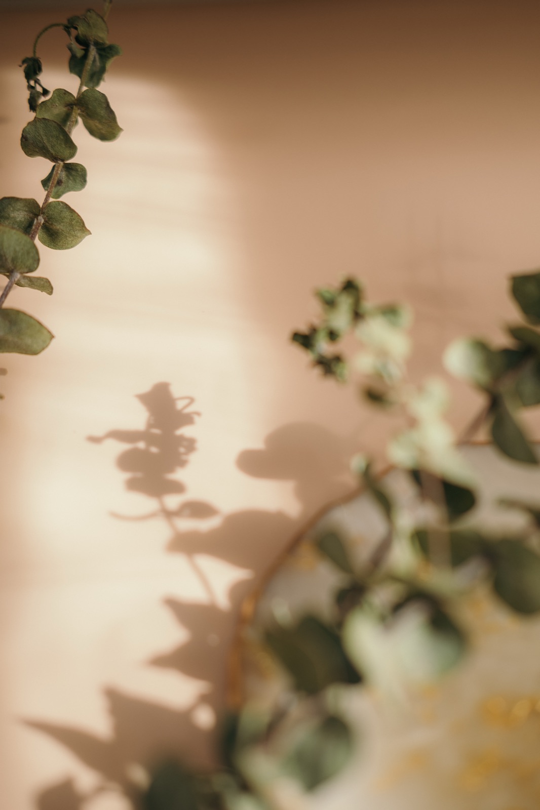 Een tak eucalyptus tegen een rustige, lichte muur
